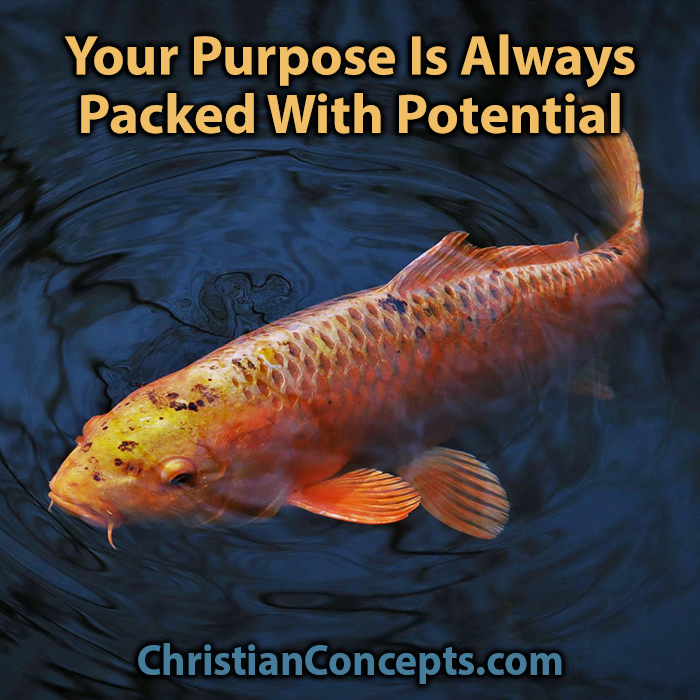 Your Purpose Is Always Packed With Potential